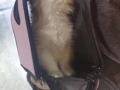 -欣宠猫屋·矮脚拿破仑·蓝金金渐层