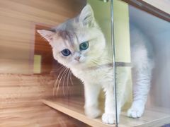 -猫十亿·布偶金渐层·曼基康矮脚猫舍(青年路店)