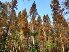 怡沁园度假村-上海怡沁园度假酒店