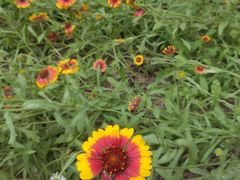 -黑龙江省森林植物园