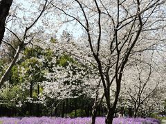 -上海滨江森林公园