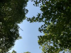-东平国家森林公园