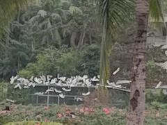 -亚龙湾国际玫瑰谷