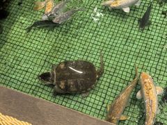 -金河半岛园林酒家(金融城店)