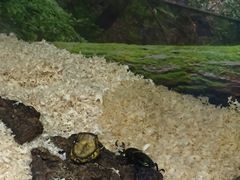 -上海大自然野生昆虫馆(东方明珠·爬宠昆虫探索中心)