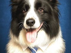 -艾贝尔宠物医院 ·内科全科(梁溪路店)