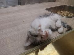 -飞行喵MR PILOT|猫舍·猫咖(静安大融城店)