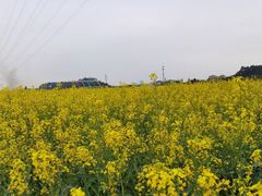 -长洲岛
