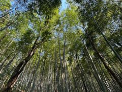 -上海佘山国家森林公园天马山园