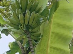 -云溪植物园