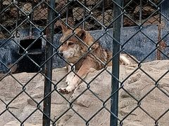 -大连森林动物园