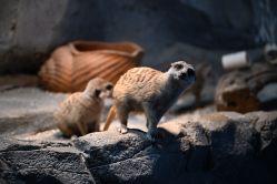 -Zoolung Zoolung动物主题公园(海信广场店)