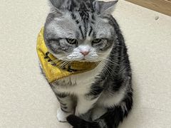 -猫在这儿猫咪咖啡馆·撸猫馆