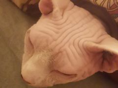 -纳吉亚猫专科动物诊疗中心(蒋宅口分院)