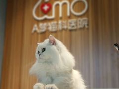 -御宝贝·A梦猫科宠物医院(国际猫友好医院)