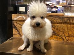 -more than meow吴止猫主题餐厅(承德 中船汇店)