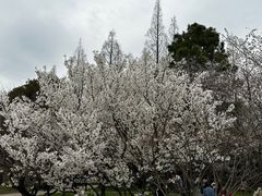 -苏州上方山国家森林公园