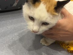 -宠物星动物医院·眼科·异宠·猫科(江南大道总院)