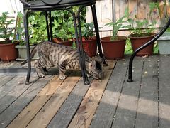 -海边的猫和咖啡馆