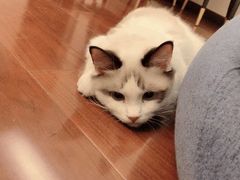 -派多格宠物·购宠(靛厂路店)