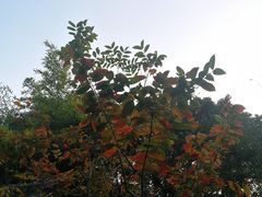 -秋霞圃