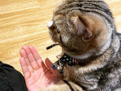 -啵啵喵·猫咖(攀华国际店)