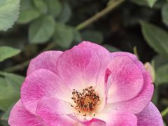 -人民公园(罗湖区)