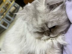 -藏猫猫咖啡主题馆(中央大道店)