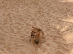 -尼甘布海滩