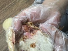 -中农大我爱我爱24h动物医院·中医针灸·猫专科·骨科医疗中心(双井店)