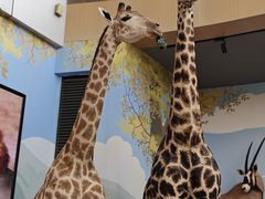 -陕西自然博物馆