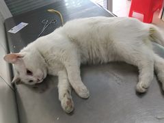 -瑞派福兴宠物医院犬猫全科·骨科·中西医结合(河东店)