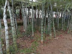 -李时珍纪念馆
