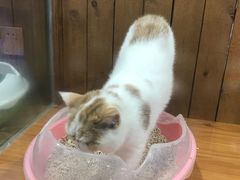 -龟与熊猫宠物公园(南坪店)