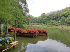 -深圳仙湖植物园