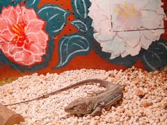 -上海大自然野生昆虫馆(东方明珠·爬宠昆虫探索中心)