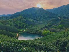 -龙坞茶村