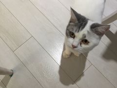 -喵的天空名猫咖啡馆·撸猫·猫舍·用品