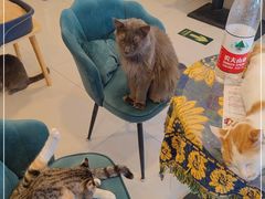 -平行世界·猫咖(首经贸店)