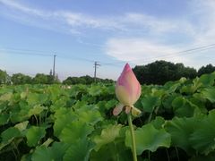-嘉北郊野公园