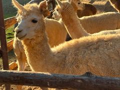 -泉州海丝野生动物世界