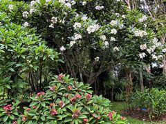 -中国科学院西双版纳热带植物园