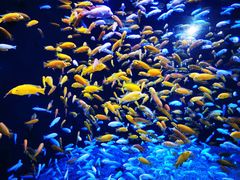 -成都浩海立方海洋公园