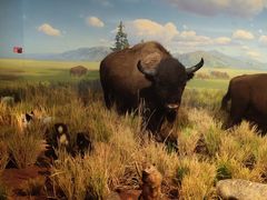 -陕西自然博物馆