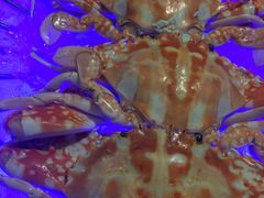 -长沙北辰洲际酒店-兰调全日餐厅