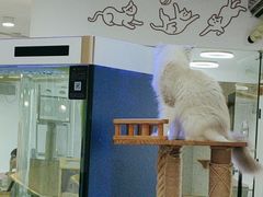 -喵园·猫主题咖啡厅·撸猫·猫咖(国贸店)