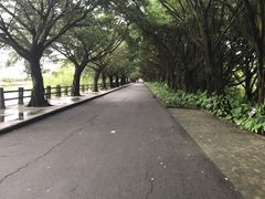 -大湾区中央湿地公园