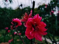 -莲花山公园