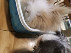 -藦茜花园宠物主题亲子互动体验馆(国顺东路店)