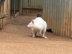 -费瑟代尔野生动物园